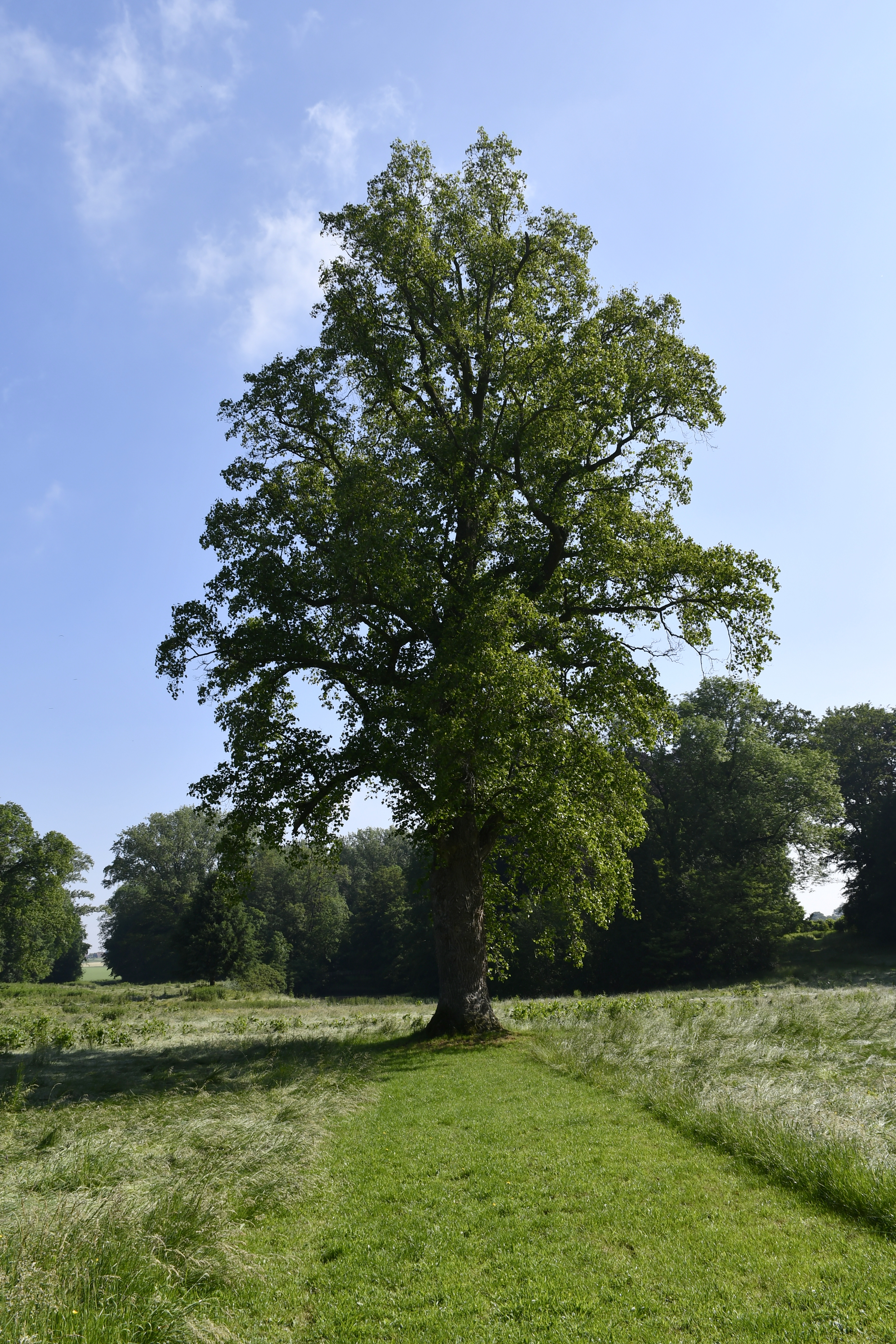Camps médiévaux