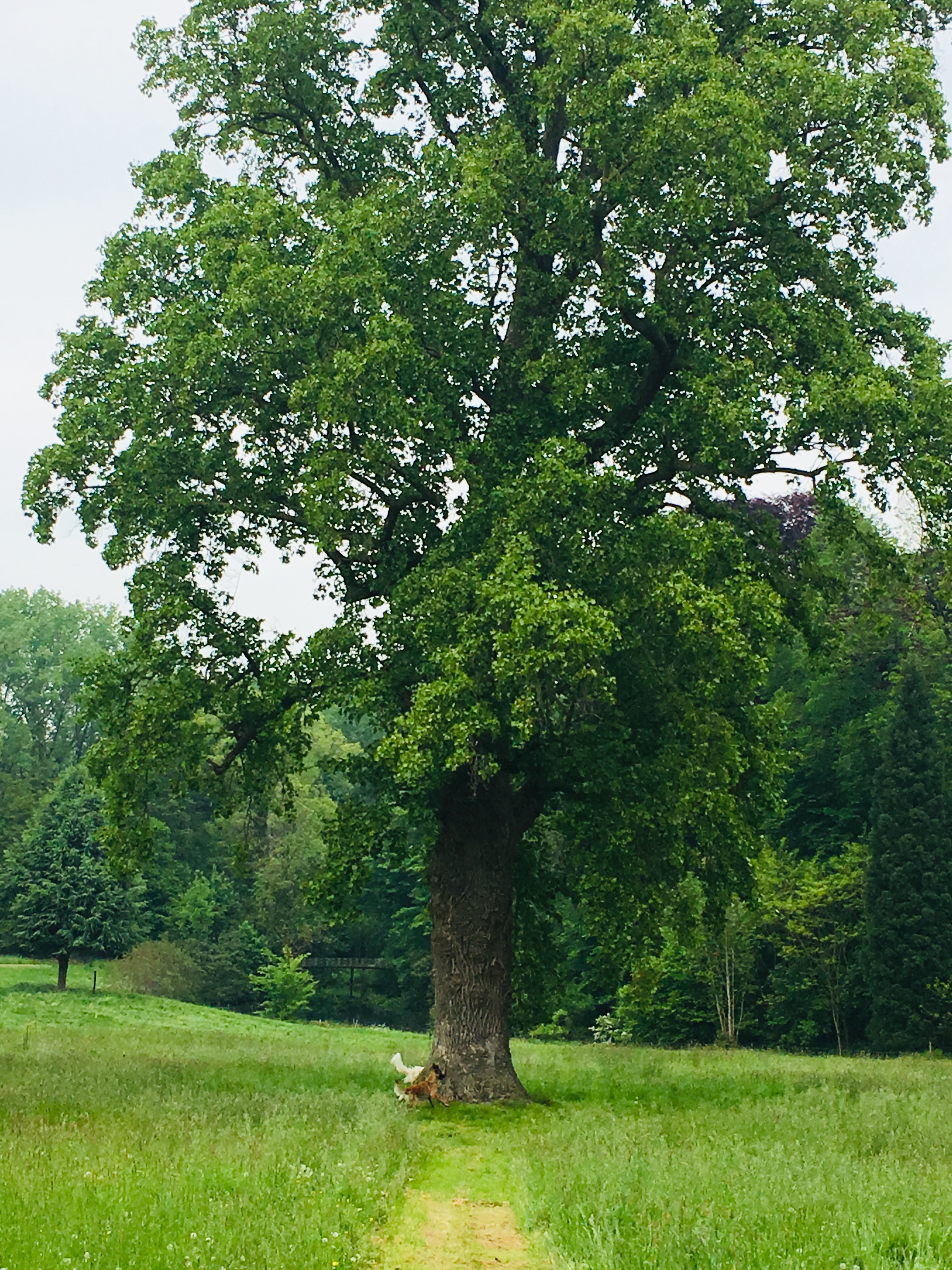 Le tulipier de Virginie